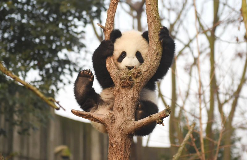 Find Panda Complete Guide to Visiting Giant Pandas in Chengdu | China Travel Guide